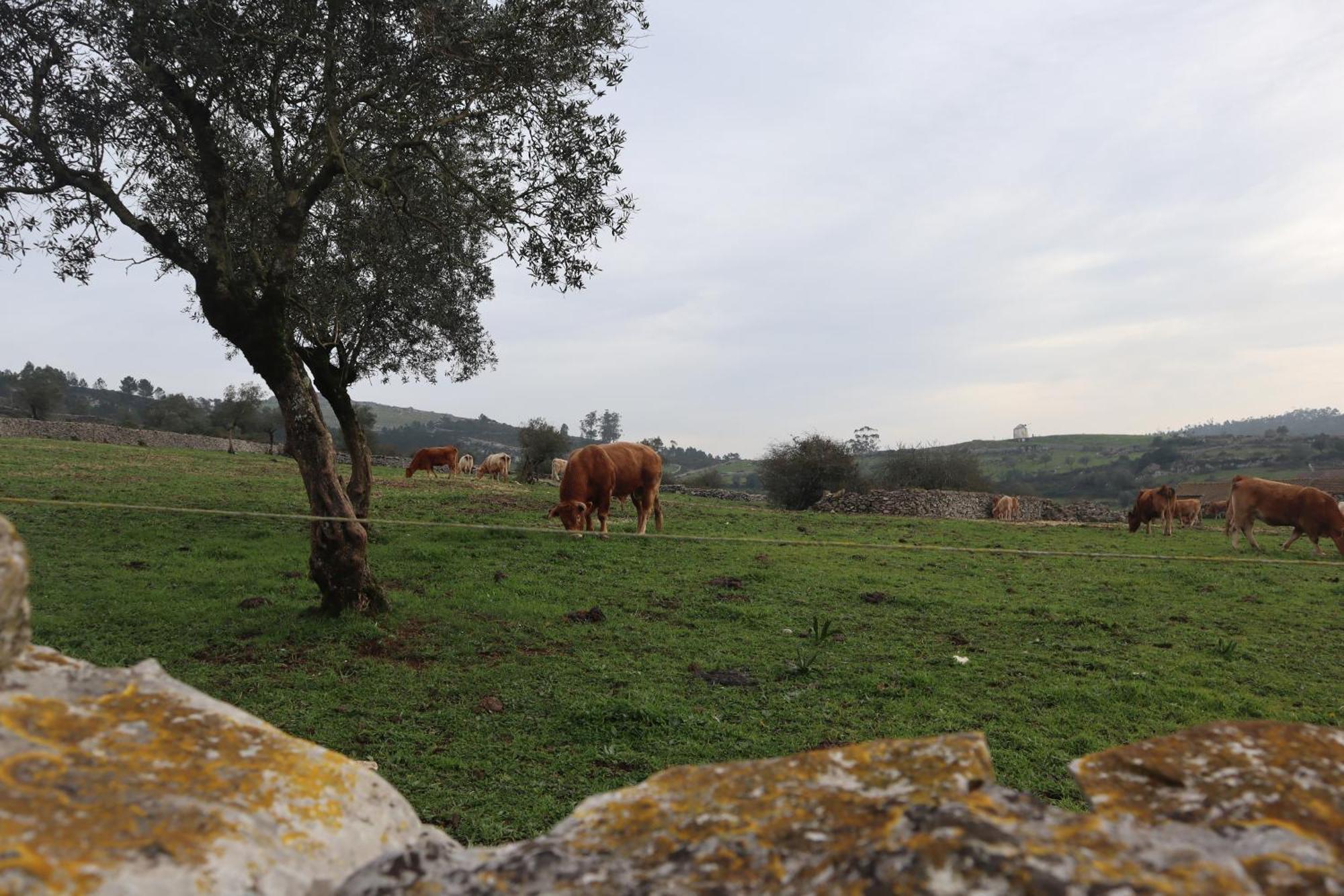 Casas Da Chainca - Turismo De Natureza Esterno foto